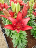 [5018 Tiny Dragon No01.JPG]